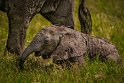 107 Masai Mara, olifant